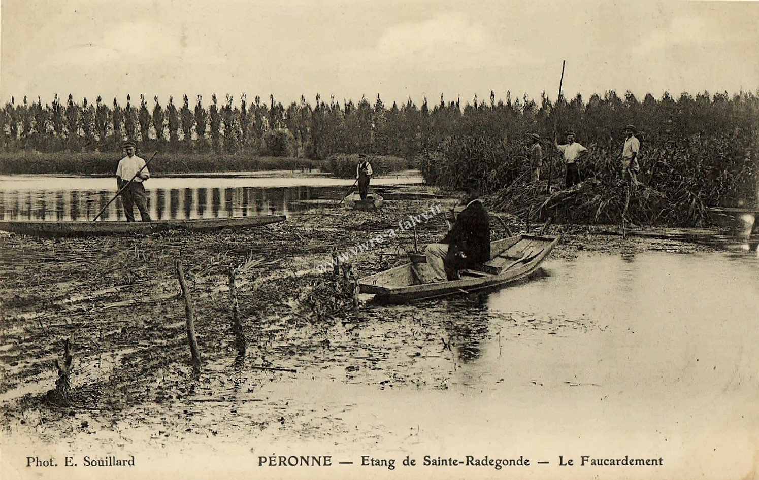 1 peronne etang de sainte radegonde le faucardement 1